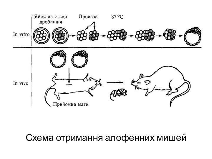 Схема отримання алофенних мишей