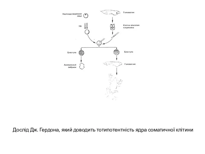 Дослід Дж. Гердона, який доводить тотипотентність ядра соматичної клітини