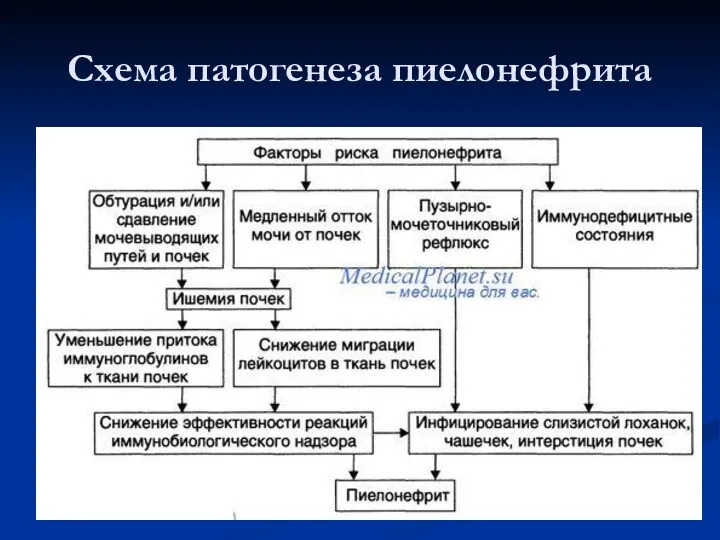 Схема патогенеза пиелонефрита