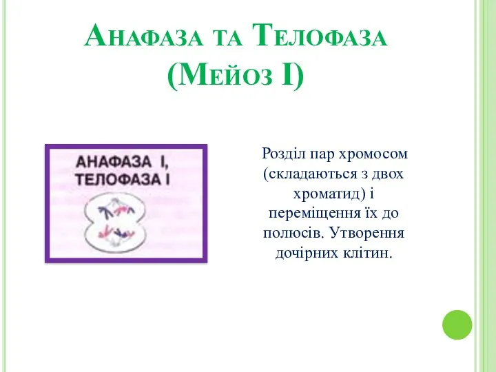 Анафаза та Телофаза (Мейоз І) Розділ пар хромосом (складаються з