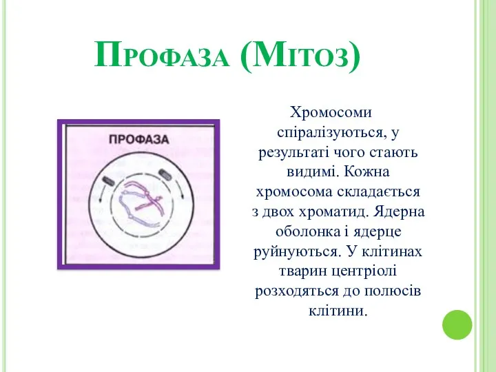 Профаза (Мітоз) Хромосоми спіралізуються, у результаті чого стають видимі. Кожна