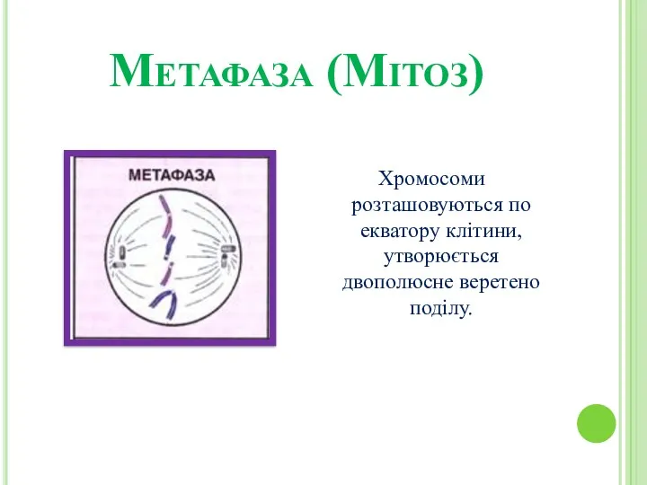 Метафаза (Мітоз) Хромосоми розташовуються по екватору клітини, утворюється двополюсне веретено поділу.