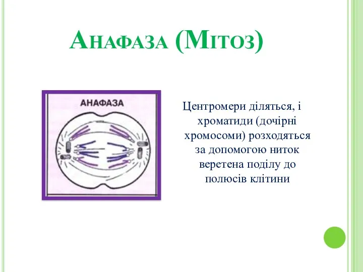 Анафаза (Мітоз) Центромери діляться, і хроматиди (дочірні хромосоми) розходяться за