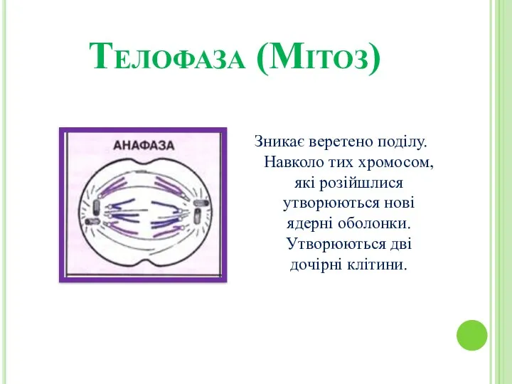 Телофаза (Мітоз) Зникає веретено поділу. Навколо тих хромосом, які розійшлися