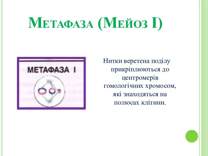 Метафаза (Мейоз І) Нитки веретена поділу прикріплюються до центромерів гомологічних хромосом, які знаходяться на полюсах клітини.