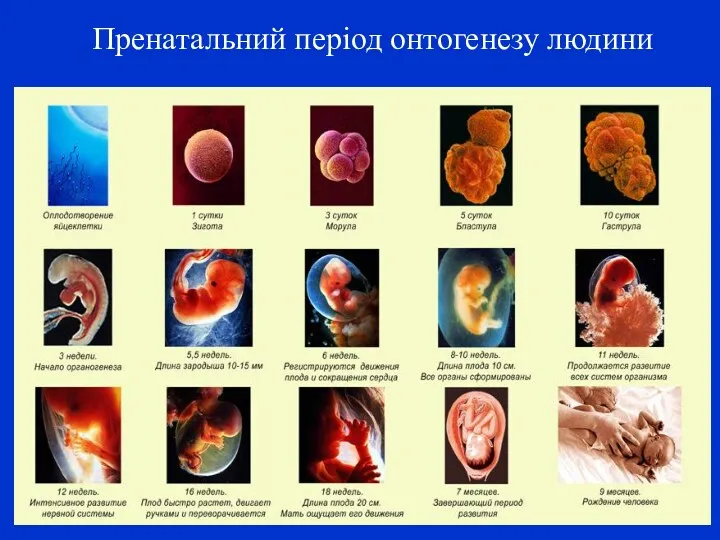 Пренатальний період онтогенезу людини