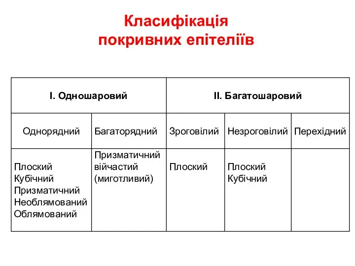 Класифікація покривних епітеліїв