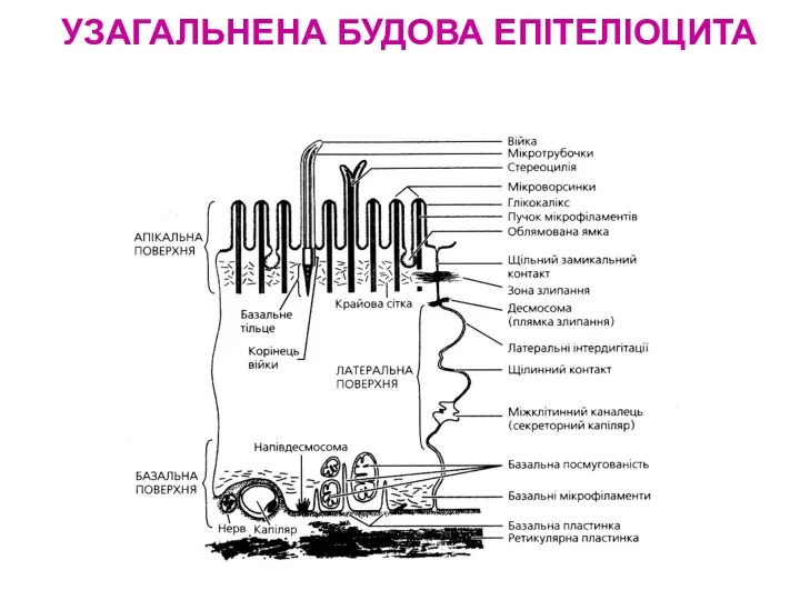 УЗАГАЛЬНЕНА БУДОВА ЕПІТЕЛІОЦИТА