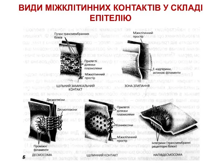 ВИДИ МІЖКЛІТИННИХ КОНТАКТІВ У СКЛАДІ ЕПІТЕЛІЮ