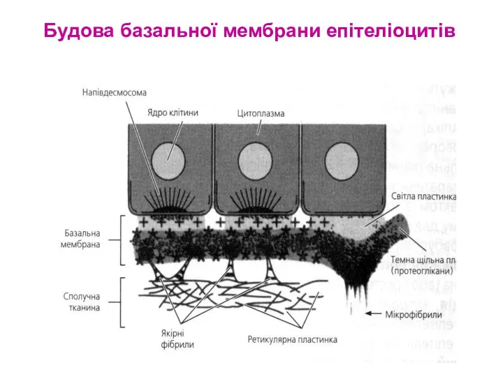 Будова базальної мембрани епітеліоцитів