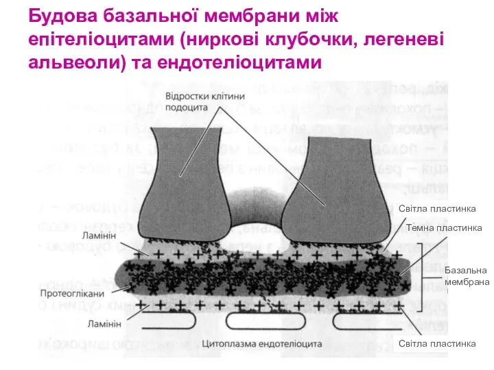 Будова базальної мембрани між епітеліоцитами (ниркові клубочки, легеневі альвеоли) та