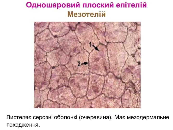 Одношаровий плоский епітелій Мезотелій Вистеляє серозні оболонкі (очеревина). Має мезодермальне походження.