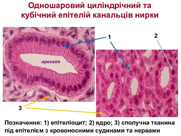 Одношаровий циліндрічний та кубічний епітелій канальців нирки Позначення: 1) епітеліоцит;