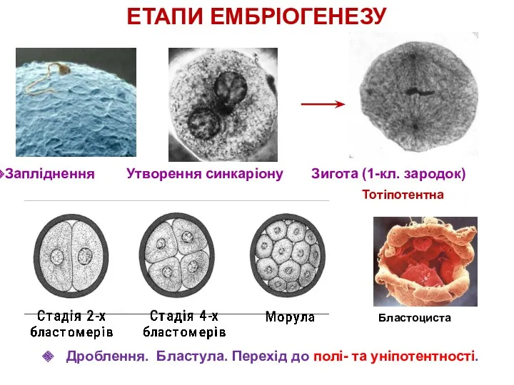 ЕТАПИ ЕМБРІОГЕНЕЗУ Запліднення Утворення синкаріону Зигота (1-кл. зародок) Дроблення. Бластула.