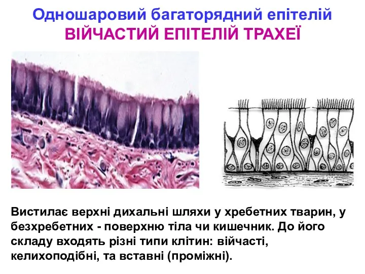 Одношаровий багаторядний епітелій ВІЙЧАСТИЙ ЕПІТЕЛІЙ ТРАХЕЇ Вистилає верхні дихальні шляхи