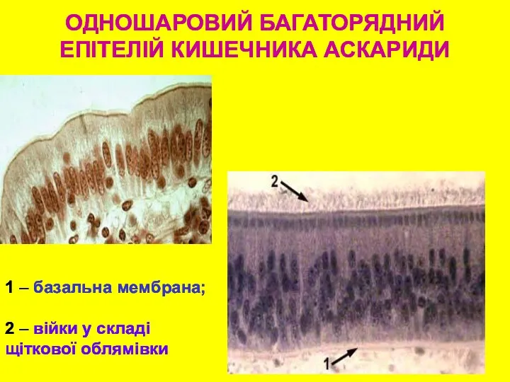 ОДНОШАРОВИЙ БАГАТОРЯДНИЙ ЕПІТЕЛІЙ КИШЕЧНИКА АСКАРИДИ 1 – базальна мембрана; 2 – війки у складі щіткової облямівки