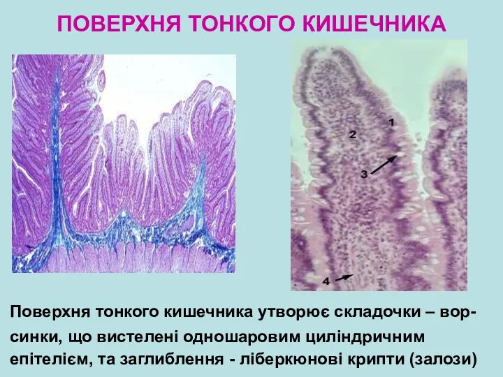 ПОВЕРХНЯ ТОНКОГО КИШЕЧНИКА Поверхня тонкого кишечника утворює складочки – вор-