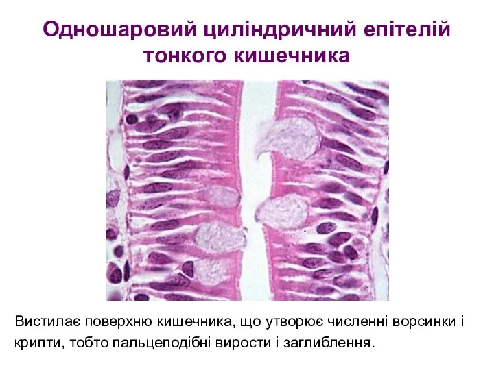 Одношаровий циліндричний епітелій тонкого кишечника Вистилає поверхню кишечника, що утворює