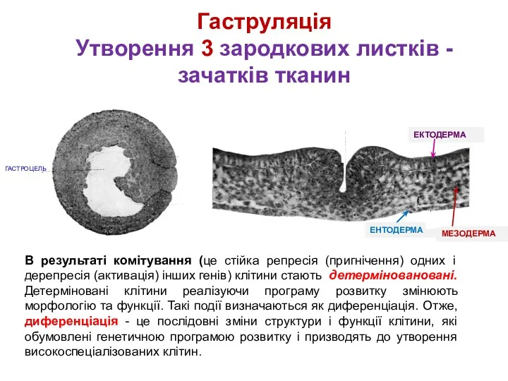 Гаструляція Утворення 3 зародкових листків - зачатків тканин В результаті