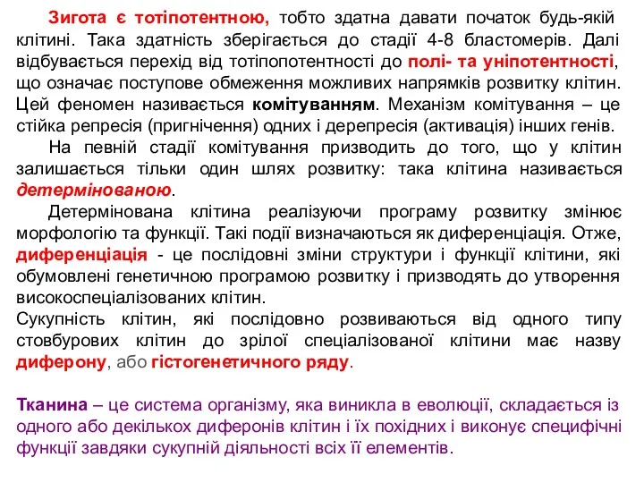 Зигота є тотіпотентною, тобто здатна давати початок будь-якій клітині. Така