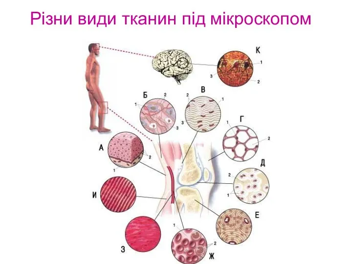 Різни види тканин під мікроскопом