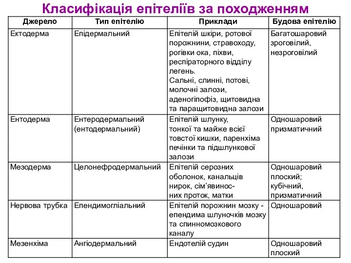 Класифікація епітеліїв за походженням