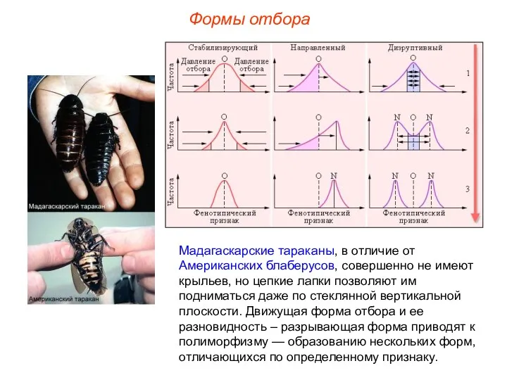 Формы отбора Мадагаскарские тараканы, в отличие от Американских блаберусов, совершенно