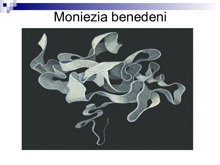 Moniezia benedeni