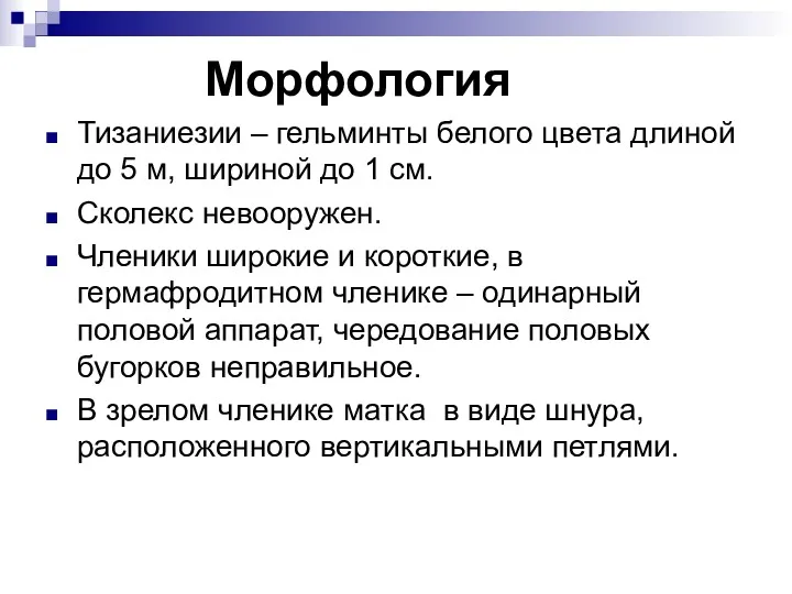 Морфология Тизаниезии – гельминты белого цвета длиной до 5 м,