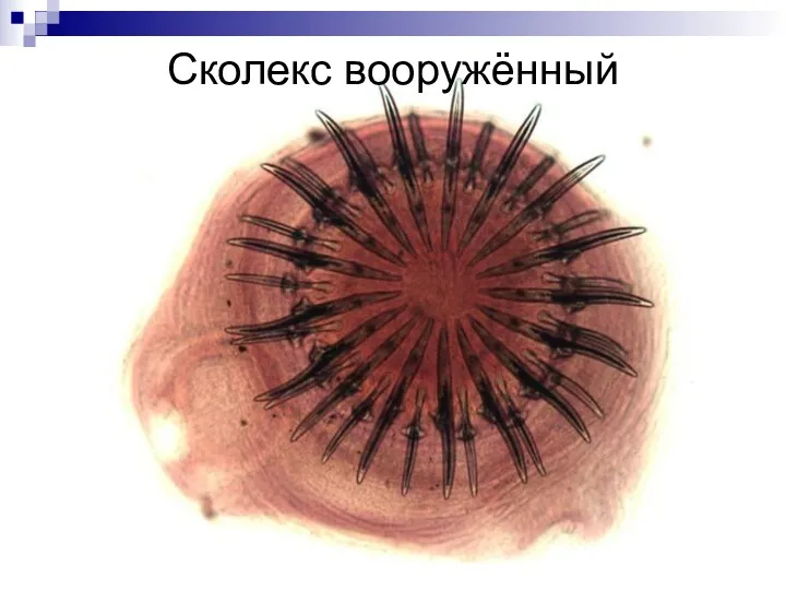 Сколекс вооружённый