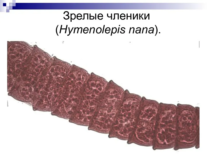 Зрелые членики (Hymenolepis nana).