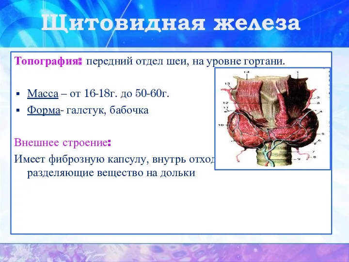 Щитовидная железа Топография: передний отдел шеи, на уровне гортани. Масса