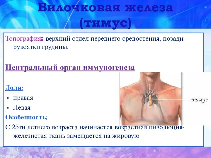Вилочковая железа(тимус) Топография: верхний отдел переднего средостения, позади рукоятки грудины.