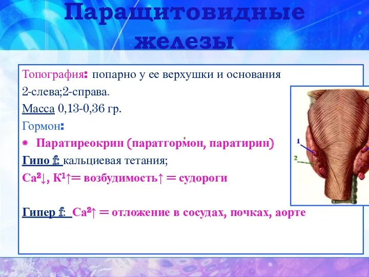 Паращитовидные железы Топография: попарно у ее верхушки и основания 2-слева;2-справа.