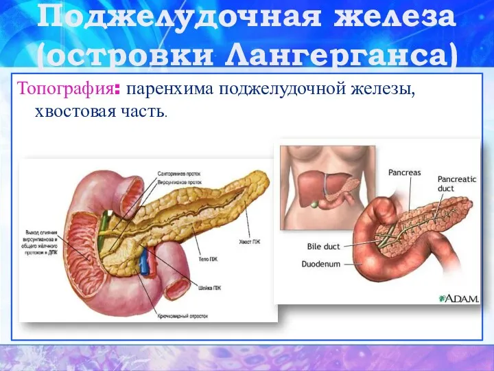 Поджелудочная железа (островки Лангерганса) Топография: паренхима поджелудочной железы, хвостовая часть.