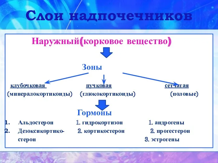 Слои надпочечников Наружный(корковое вещество) Зоны клубочковая пучковая сетчатая (минералокортикоиды) (глюкокортикоиды)