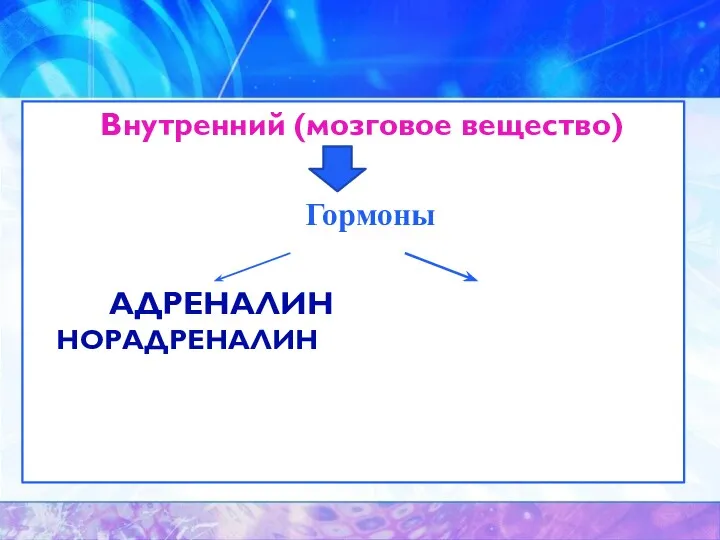 Внутренний (мозговое вещество) Гормоны АДРЕНАЛИН НОРАДРЕНАЛИН