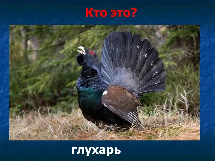 Кто это? глухарь