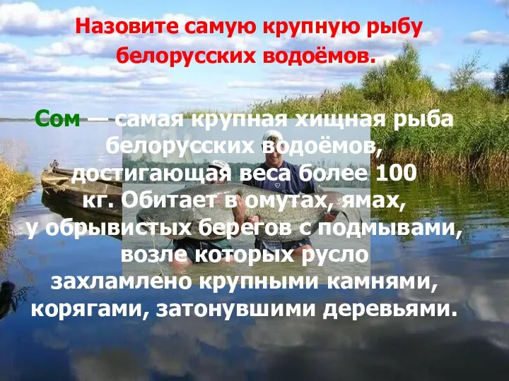 Назовите самую крупную рыбу белорусских водоёмов. Сом — самая крупная