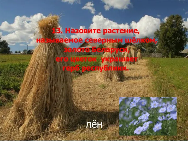 13. Назовите растение, называемое северным шёлком, золото Беларуси, его цветок украшает герб республики. лён