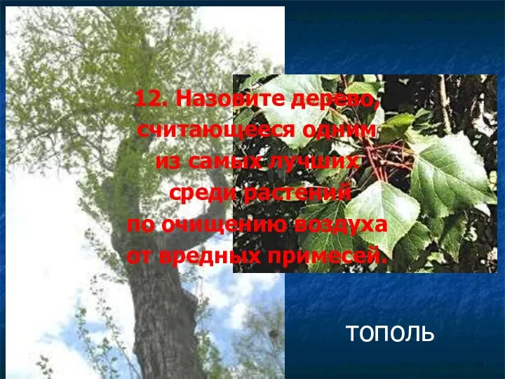 12. Назовите дерево, считающееся одним из самых лучших среди растений