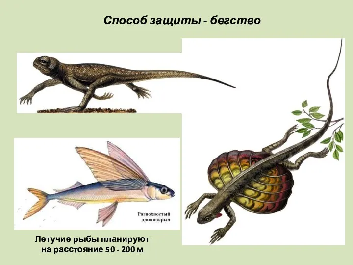Способ защиты - бегство Летучие рыбы планируют на расстояние 50 - 200 м