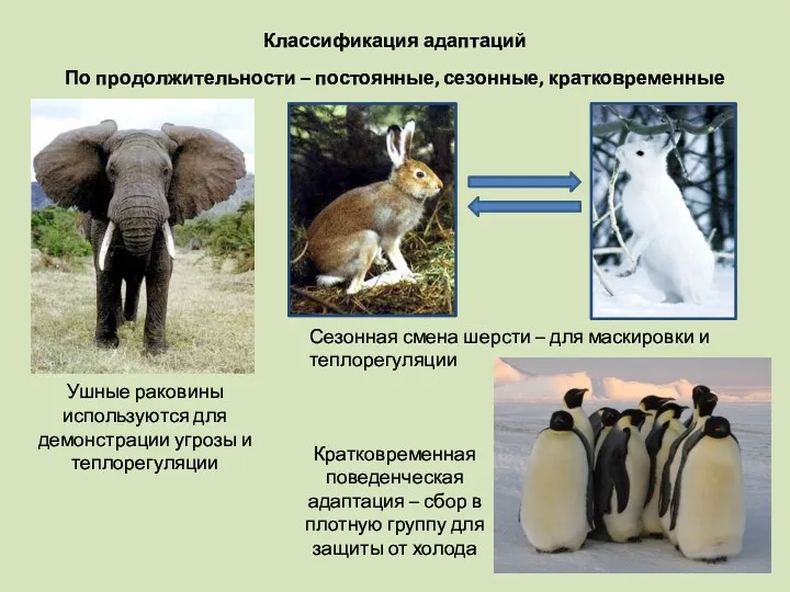 Классификация адаптаций По продолжительности – постоянные, сезонные, кратковременные Сезонная смена