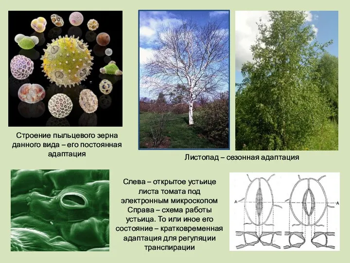 Строение пыльцевого зерна данного вида – его постоянная адаптация Листопад