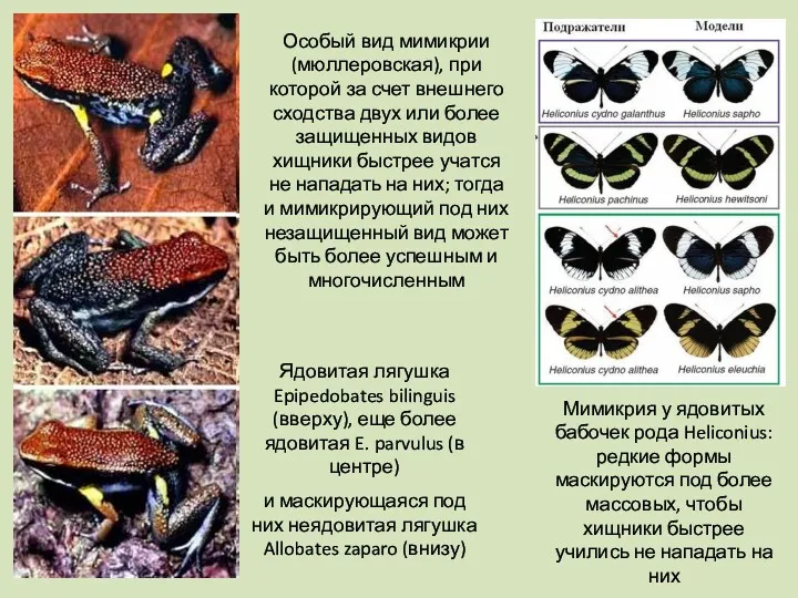 Ядовитая лягушка Epipedobates bilinguis (вверху), еще более ядовитая E. parvulus