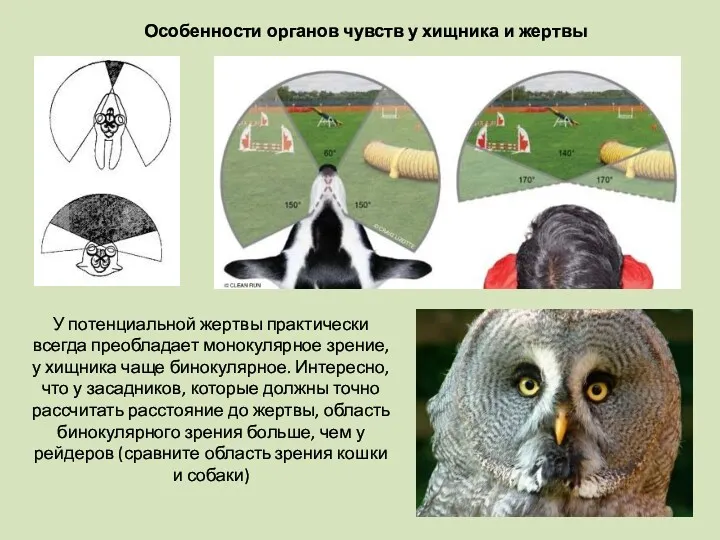 Особенности органов чувств у хищника и жертвы У потенциальной жертвы