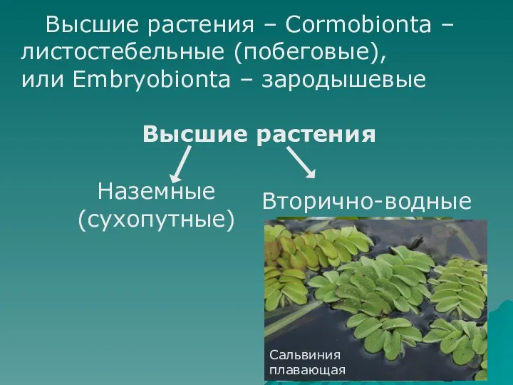 Высшие растения – Cormobionta – листостебельные (побеговые), или Embryobionta – зародышевые Высшие растения Наземные (сухопутные) Вторично-водные