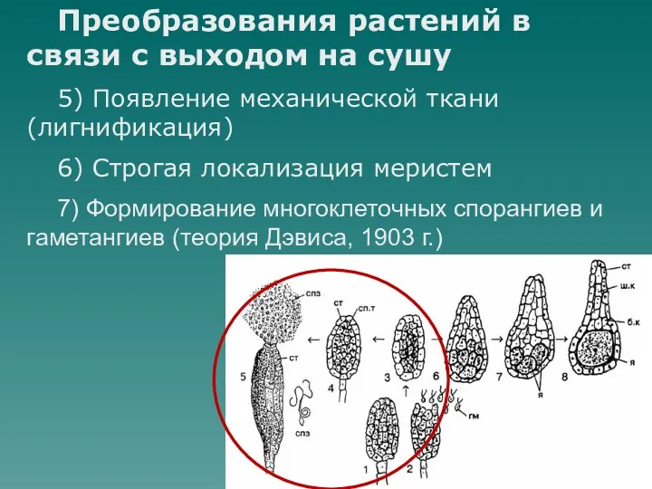 Преобразования растений в связи с выходом на сушу 5) Появление