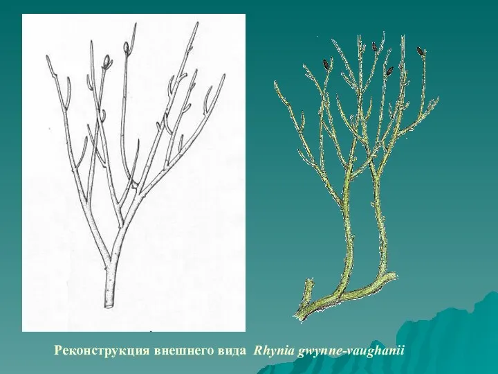 Реконструкция внешнего вида Rhynia gwynne-vaughanii