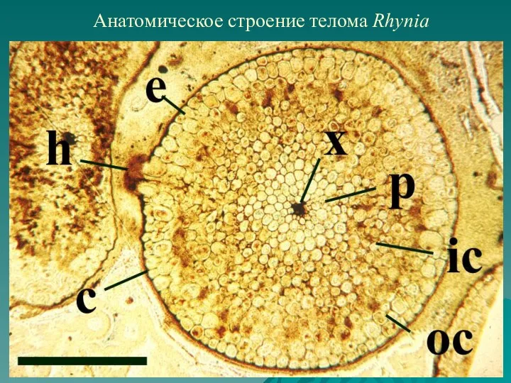 Анатомическое строение телома Rhynia